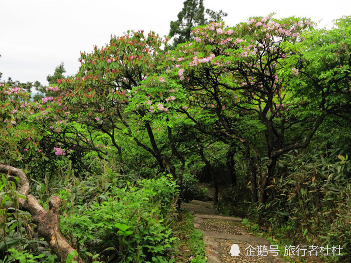 佛宗道源,山水奇秀天台山,来赏中国最美杜鹃花-华顶山