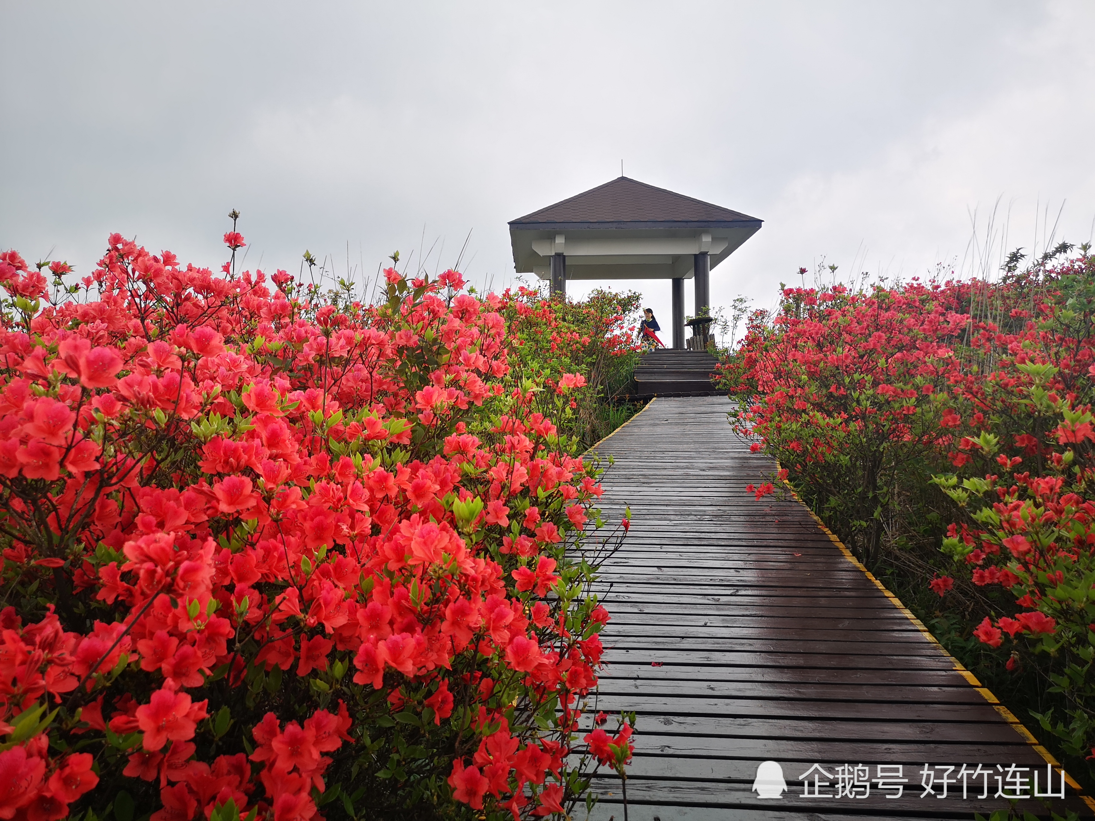 又是一年映山红开满山,你知道长株潭一日往返观赏杜鹃花有哪此地方吗?