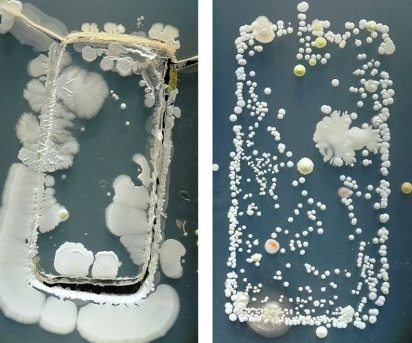 别忽视,你的手机正在成为微生物的"栖息地"