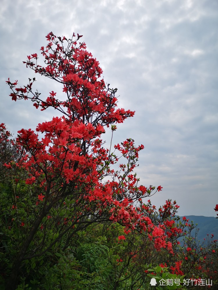 又是一年映山红开满山,你知道长株潭一日往返观赏杜鹃花有哪此地方吗?