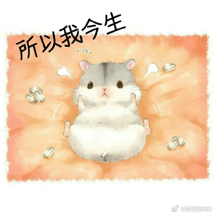 仓鼠表情包:老婆,因为我不知道下一辈子还能否遇见你