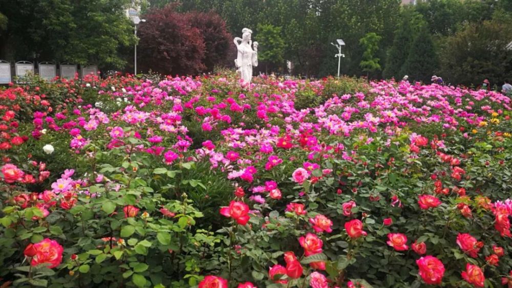 丰台这个闹市中的免费花园里已是一片月季花海了,您不