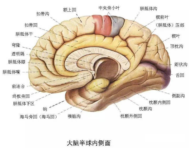 神经系统高清彩色解剖图—建议转发再收藏