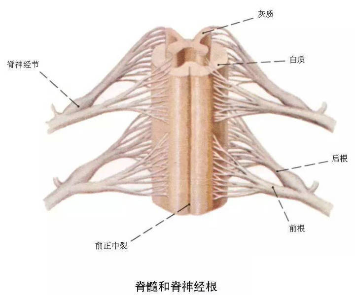 解剖,神经系统,解剖图谱