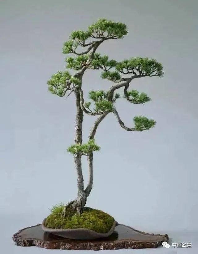 赵庆泉文人树盆景艺术欣赏