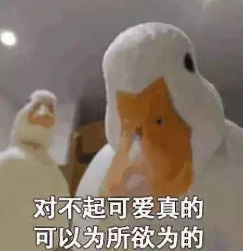 柯尔鸭,爱马仕,王思聪,鸭子