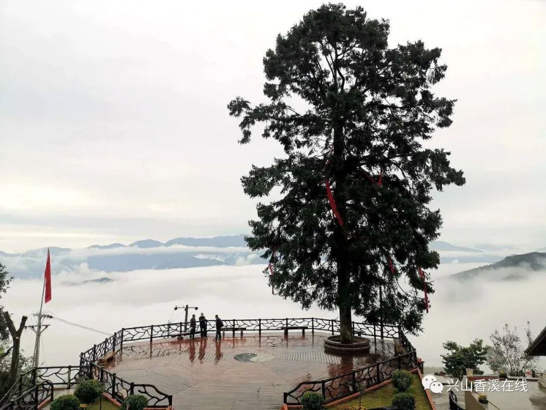 大杉树景点位于兴山县峡口镇岩岭村,原有景点"大杉树,玻璃栈道,丛林