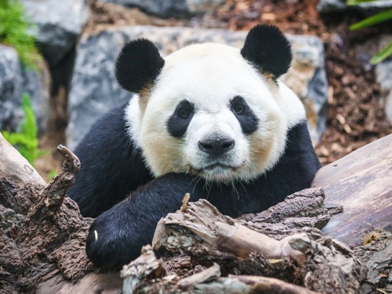 竹子供应不足旅加大熊猫将提前归国 基地:已了解动物园诉求