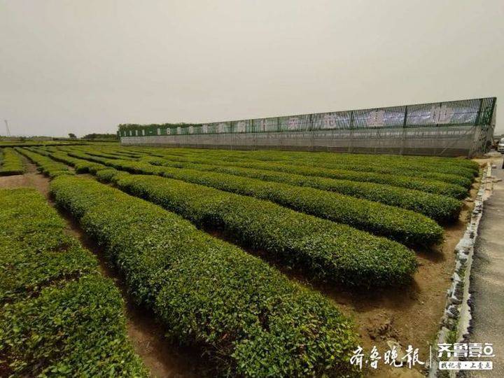 产业大数据平台,日照绿茶,茶园