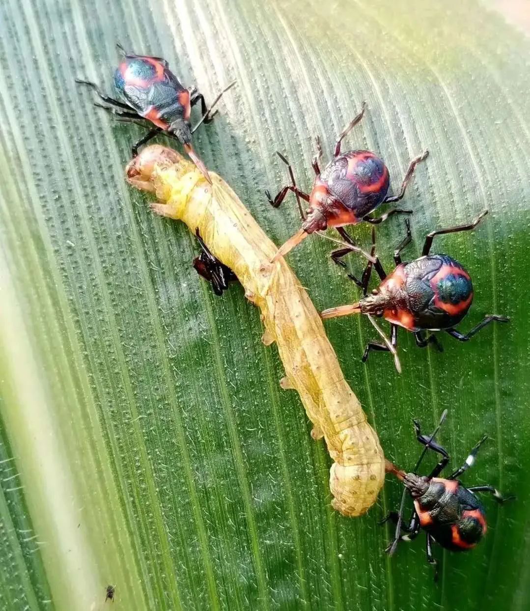 草地贪夜蛾,害虫,天敌昆虫,幼虫,天敌