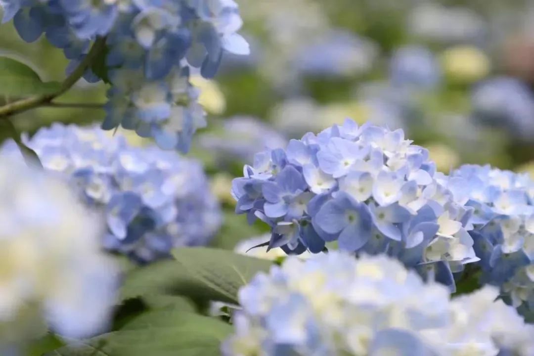 省森林植物园绣球花盛宴梦幻来袭!