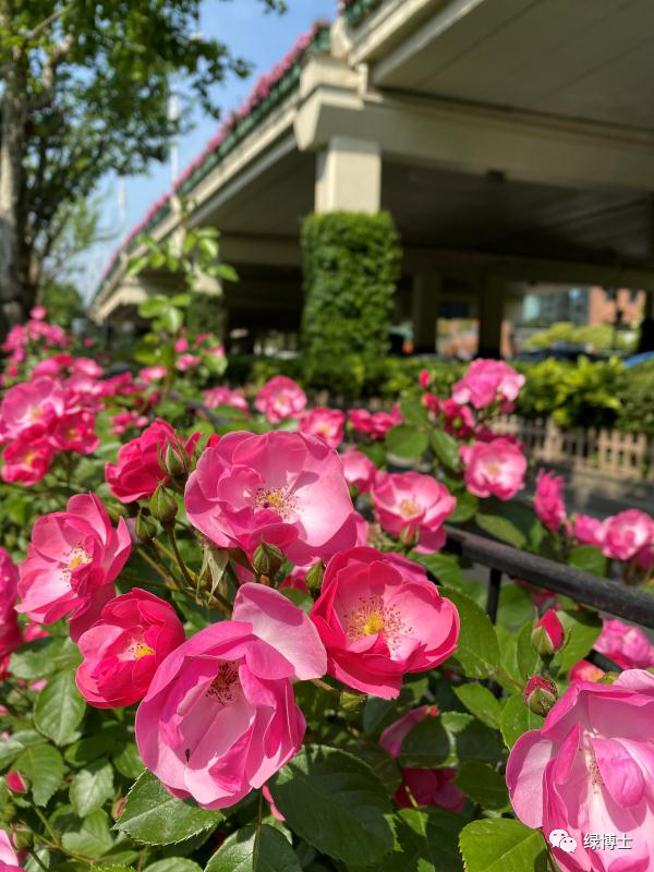 上海,月季花,城市景观