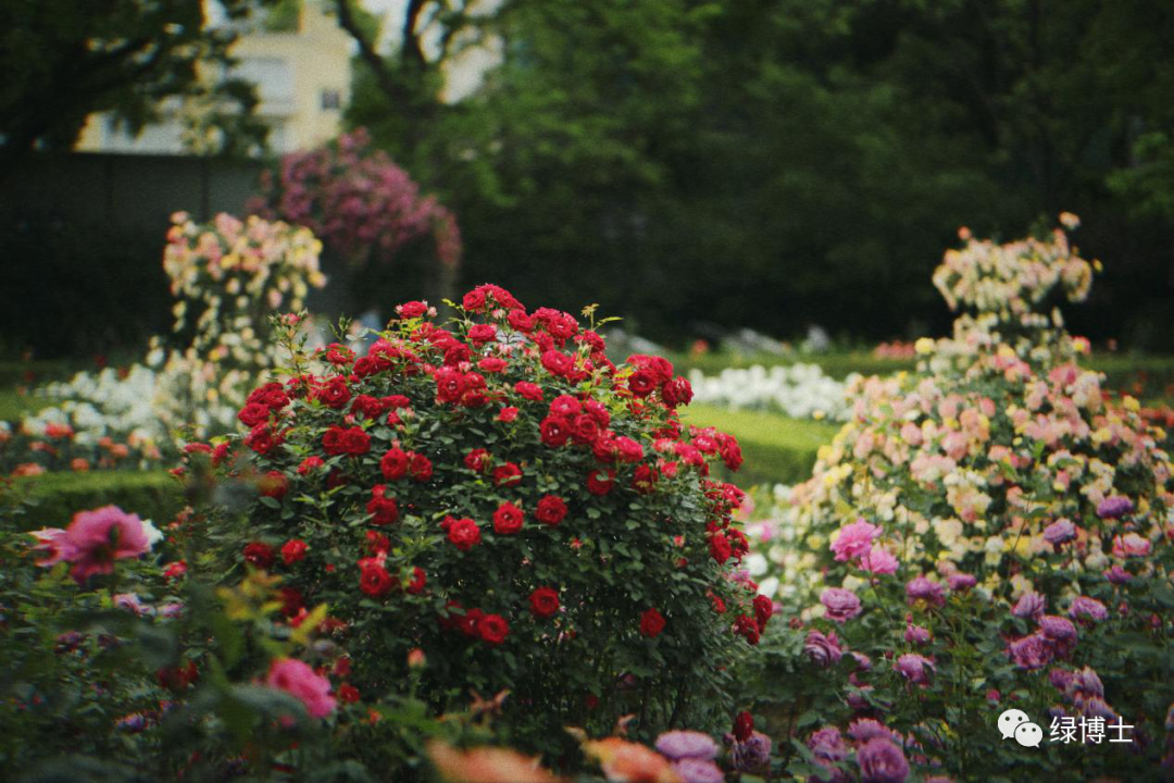 上海,月季花,城市景观