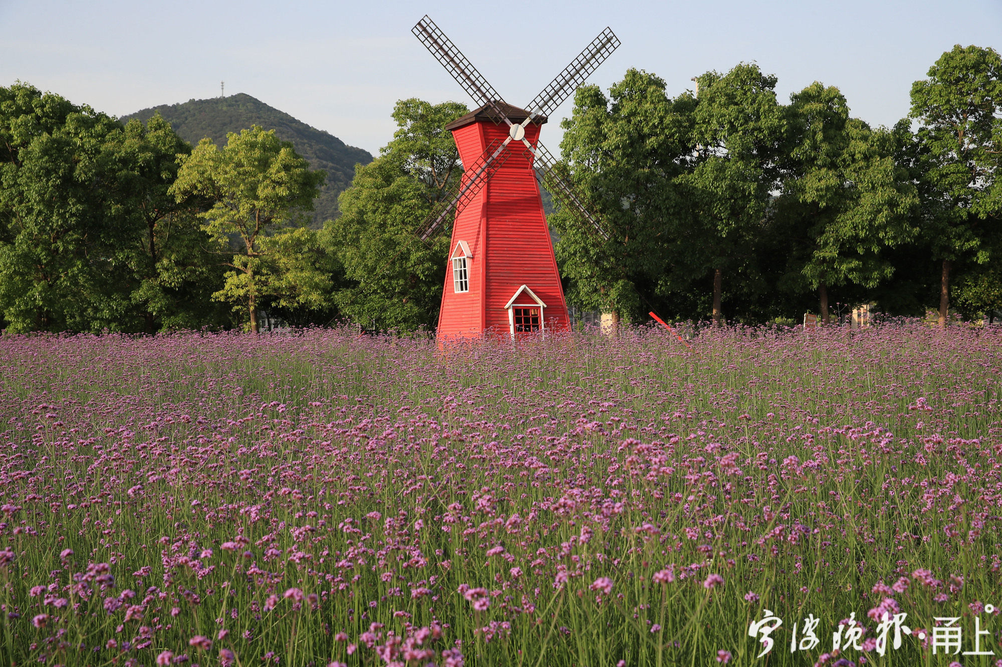 宁波这片马鞭草花海迎来了一年中最美的时节