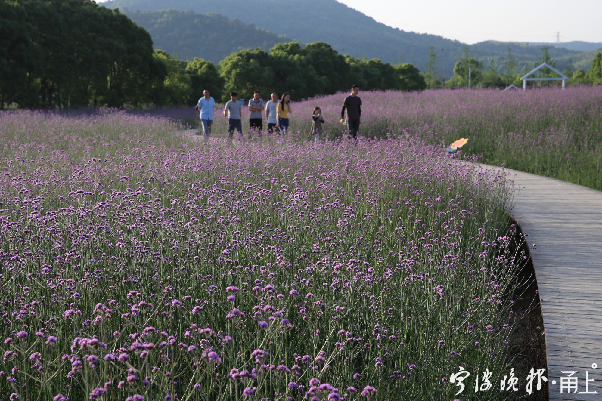 宁波这片马鞭草花海迎来了一年中最美的时节