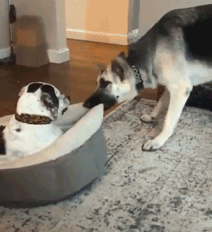 18张图片告诉你动物可以贱到什么程度