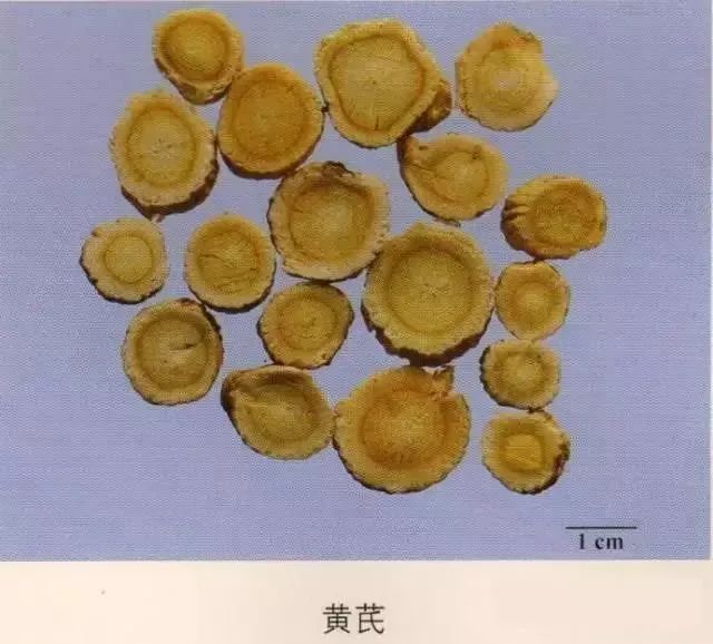 黄芪:断面纤维性强,并显粉性.嚼之微有豆腥味.