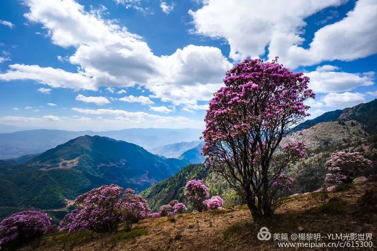 【花开天府】盐源县杜鹃花海掠影:名家带您"云赏花"