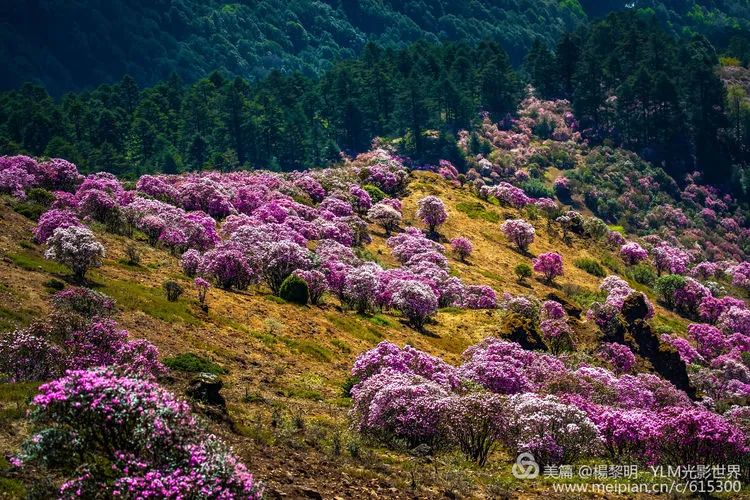 【花开天府】盐源县杜鹃花海掠影:名家带您"云赏花"