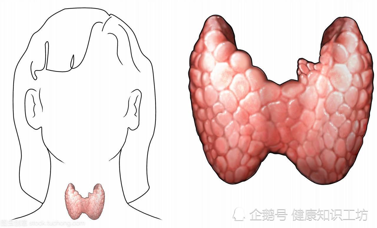 甲状腺,甲状腺疾病,甲状腺结节,甲状腺功能,健康知识科普