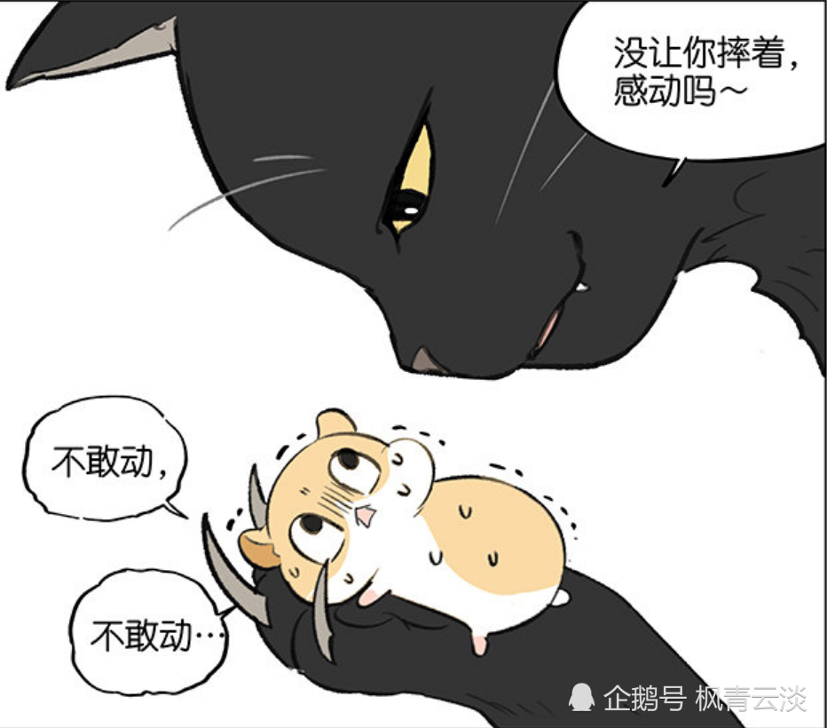 轻松一刻:猫:我刚刚救了你,感动吗?仓鼠:不敢动,不敢动