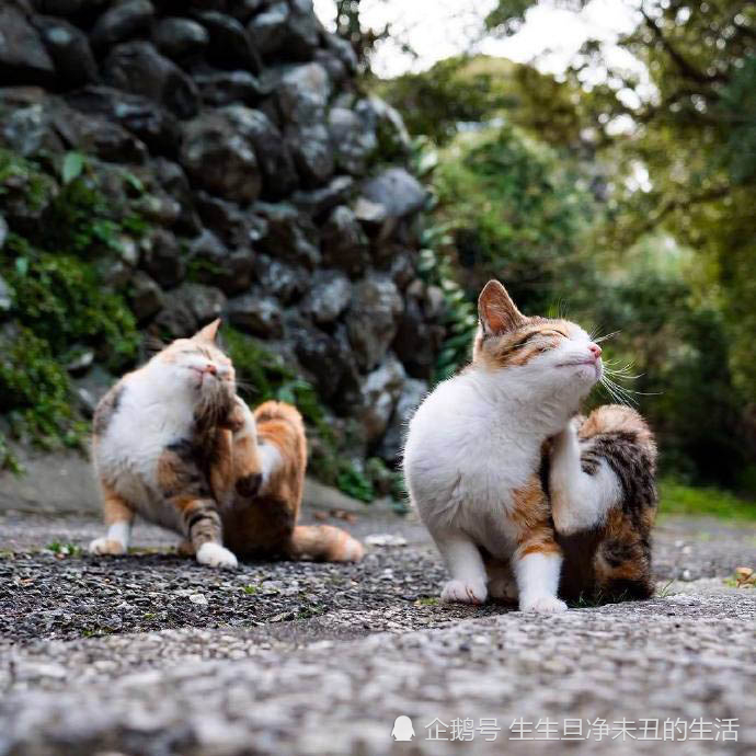 我是一只爱晒太阳的懒猫猫,全身舒展,放松下,真舒服,美美哒