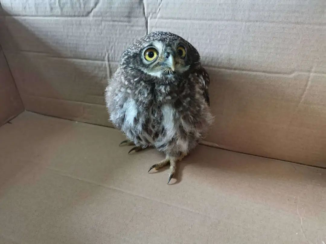 这只萌萌的猫头鹰,是村民捡到交给警察叔叔的!