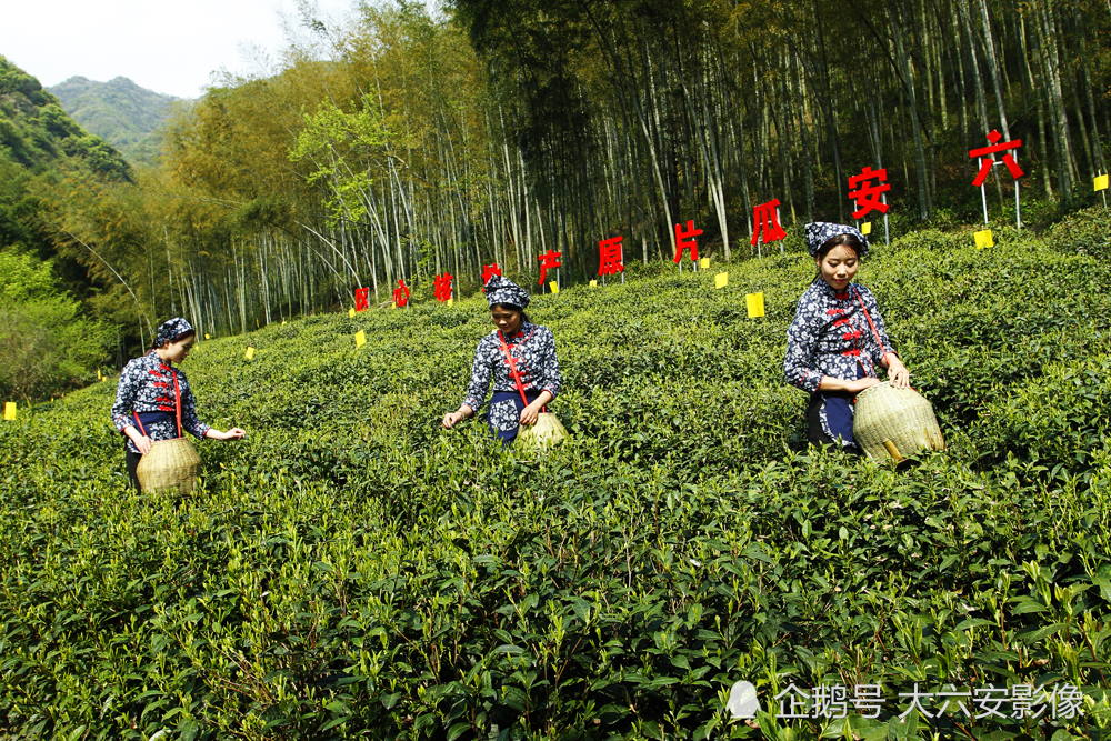 摄影师镜头中的五月美丽风景,碧水花海,田园农家,精彩