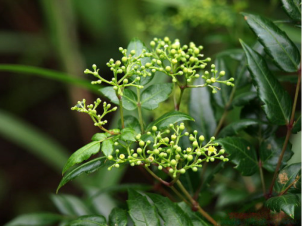 荒野维生野菜系列——显齿蛇葡萄