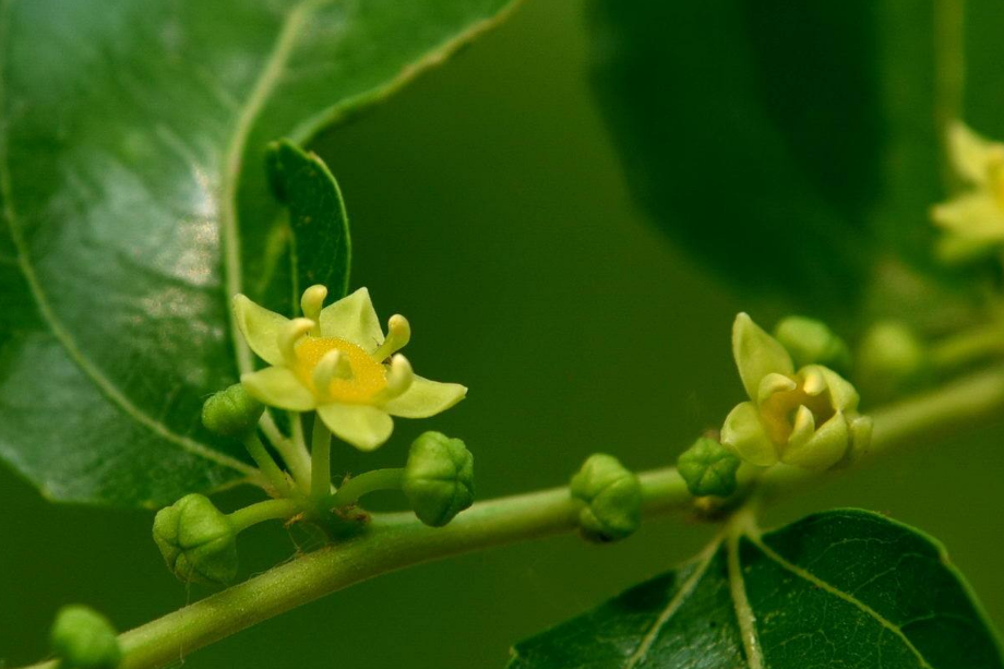 【诗词鉴赏】初夏心情无可说 隔帘惟爱枣花香,古诗词里的枣花!