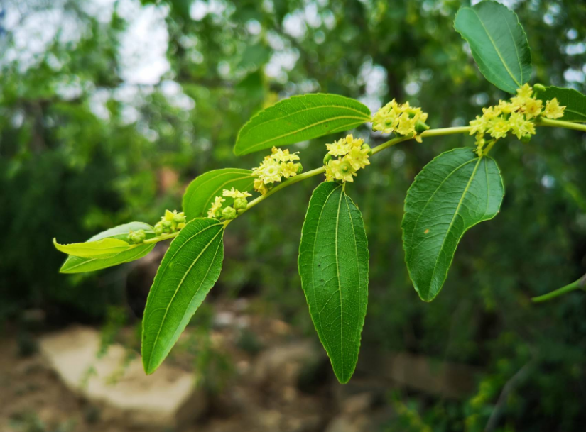 【诗词鉴赏】初夏心情无可说 隔帘惟爱枣花香,古诗词里的枣花!