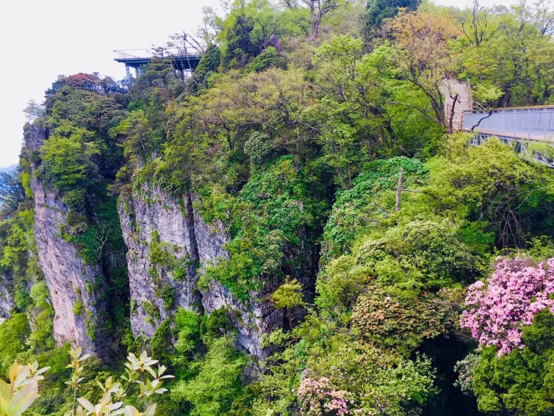 汉中龙头山玻璃栈道恢复开放!更有漫山杜鹃竞相开放!