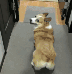 柯基,狗,宠物,萌,哈士奇