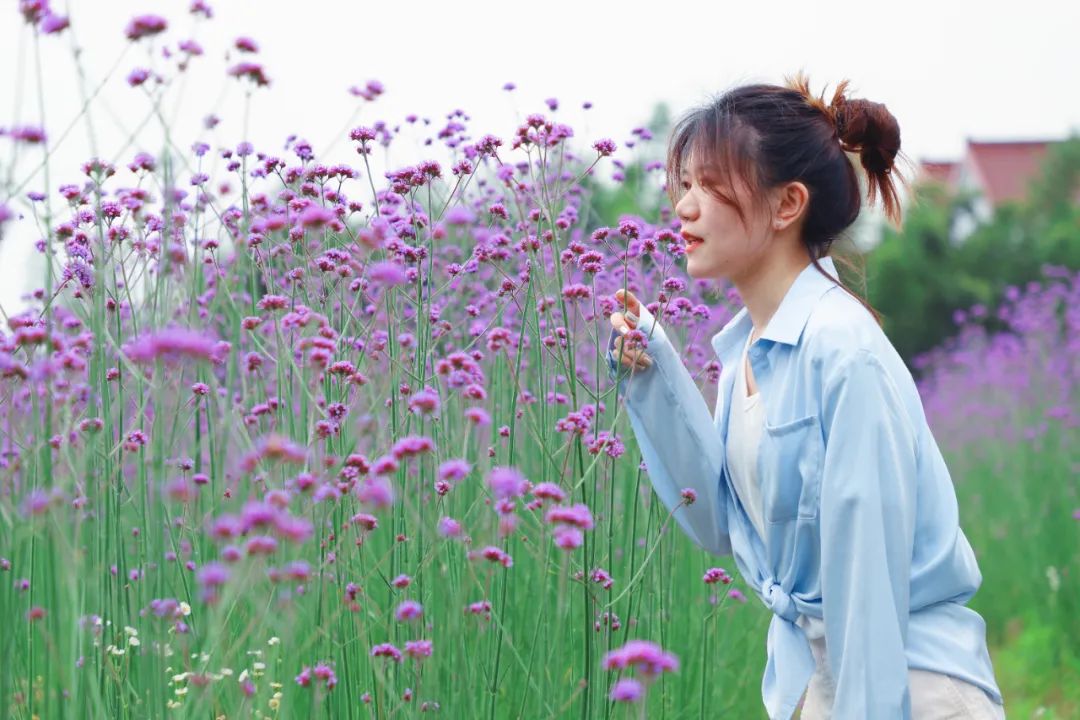 金山美轮美奂的紫色花海来啦!花开持续到9月,免费开放