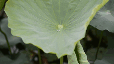 立夏一过,浙江各地一池一池的荷叶开始崭露头角,冒出翠绿的嫩芽.