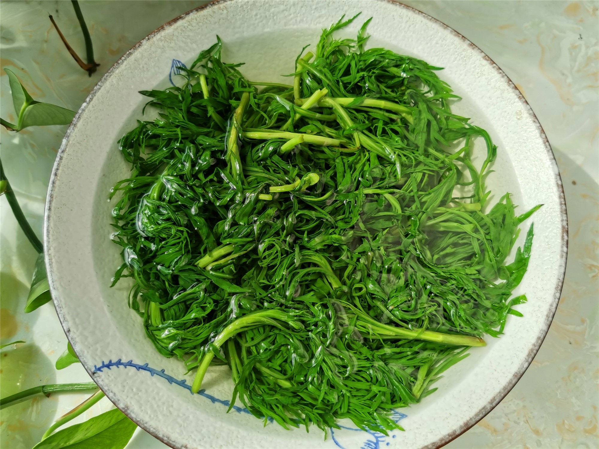 野菜,东北,东北菜,家常菜,柳蒿芽的做法