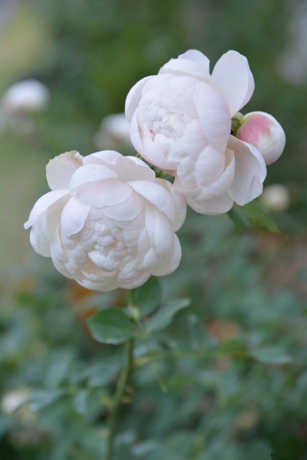 "萌系"月季花,花朵似小白兔,花香浓郁,四季开花,是盆栽佳物