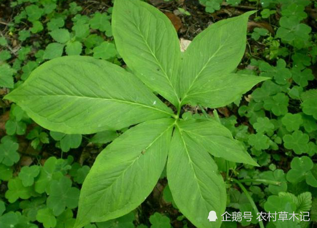 农村,植物,虎掌,叶子,野草