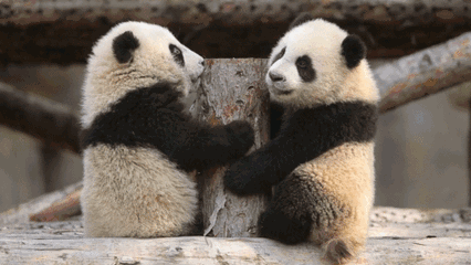 壁纸 大熊猫 动物 426_240 gif 动态图 动图