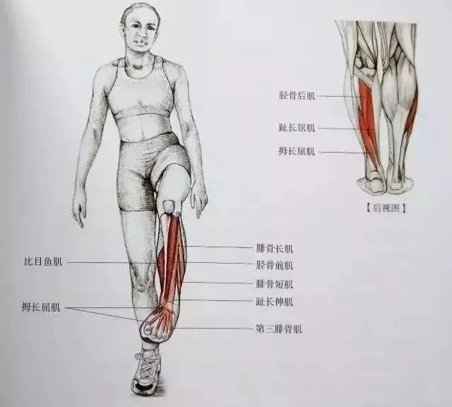 总结:想要做到瘦小腿,精准拉伸很重要,尤其是要拉伸比目鱼肌,在屈膝