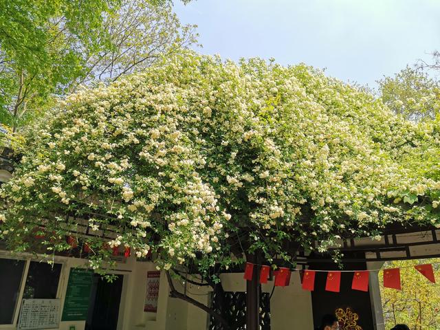 天下第一香——木香花