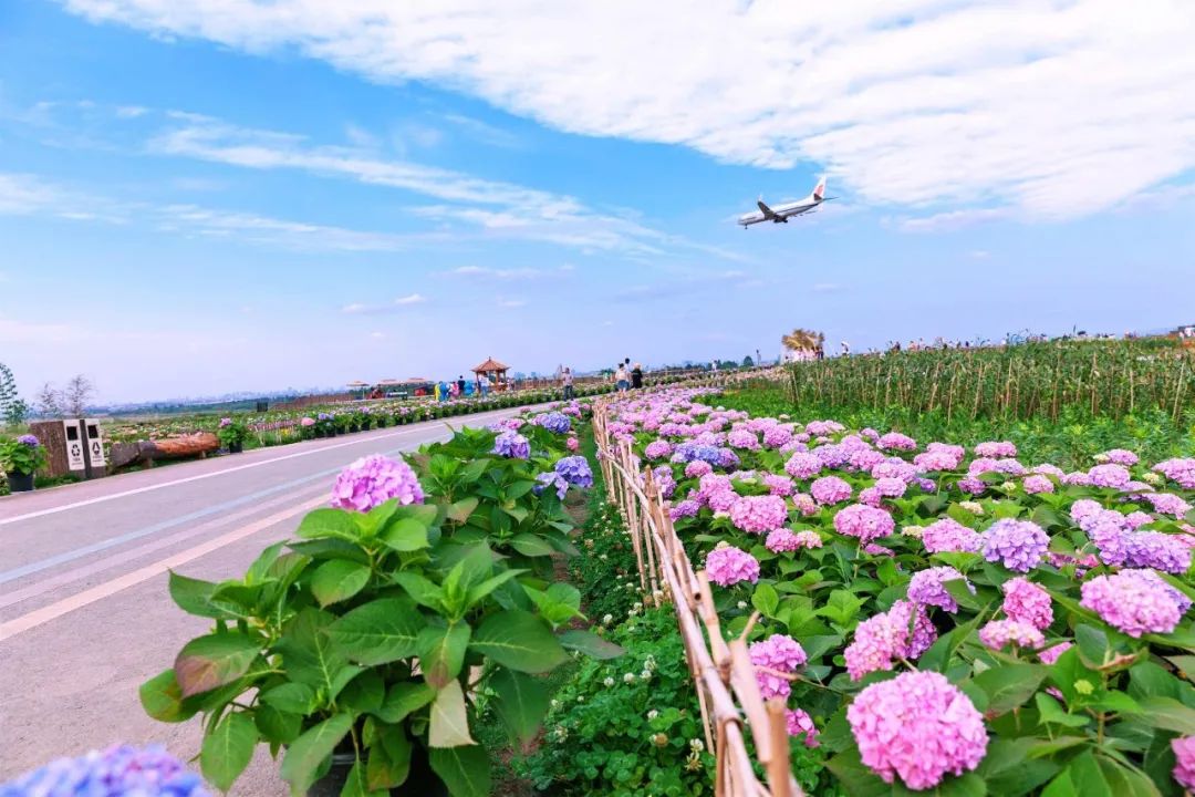 双流区,空港花田,团团,集美,海蒂,贝拉安娜,清新,爱丽丝,拍照,绿道