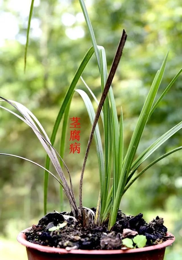 兰花茎腐病如何处理?关键的细节不注意,兰苗都难活