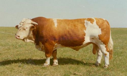 养牛创业技术之肉牛购买研究:外购育肥牛注意事项