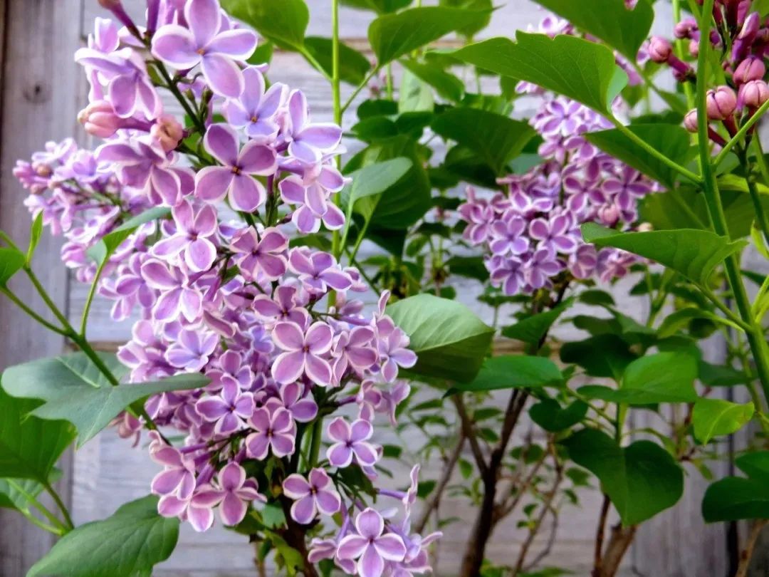 灌木和鳞茎花卉里,这些开花植物花朵清香,院子和阳台都能种