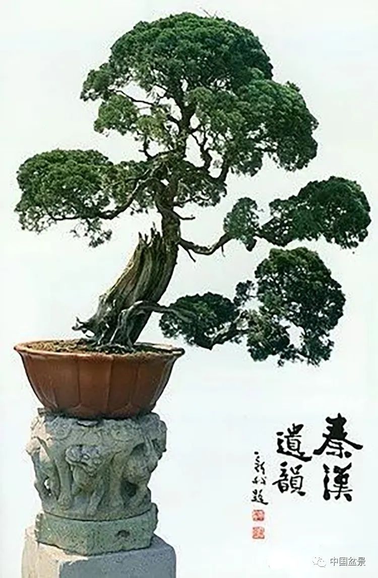 朱子安盆景遗作《秦汉遗韵》