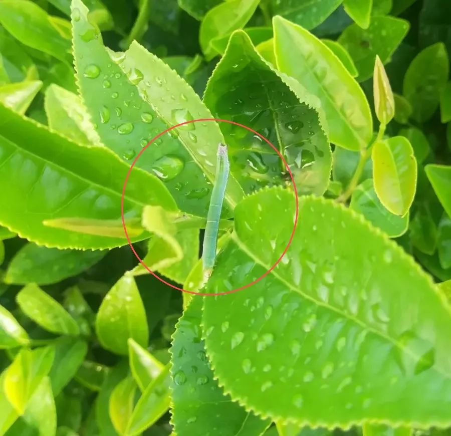 【跟着专家认茶树病虫】茶园中的青色拱拱虫——茶银尺蠖