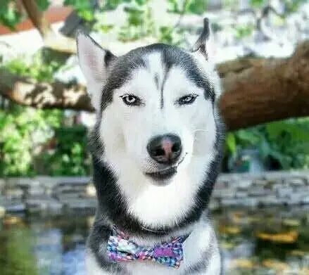 表情包,哈士奇,爆笑