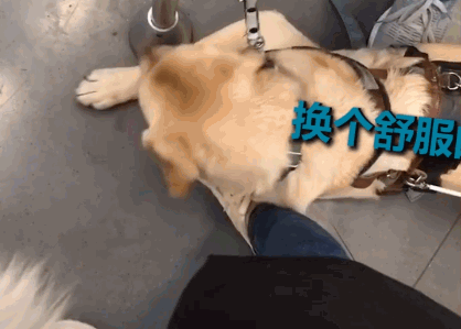导盲犬在地铁上枕着乘客的脚睡着了,小姐姐大气都不敢出