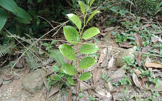 植物,野草,根茎,金刚刺,农村